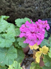 Pelargonium