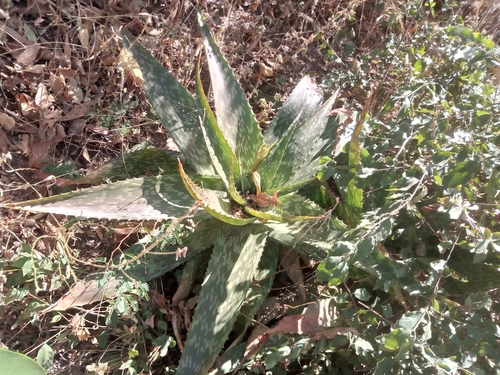 Aloe schweinfurthii image