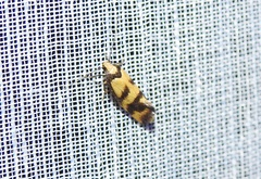 Olbonoma triptycha