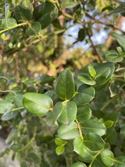 Magnoliopsida