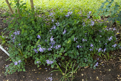Plectranthus saccatus