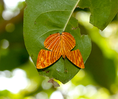 Chersonesia intermedia rahrioides