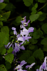 Plectranthus saccatus