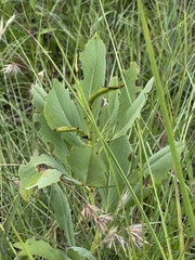 Argyrolobium robustum