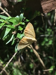 Chrysolarentia insulsata
