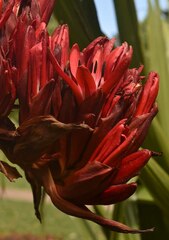 Doryanthes palmeri
