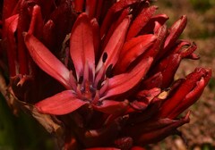 Doryanthes palmeri