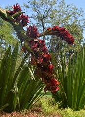 Doryanthes palmeri