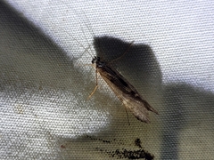 Hydrobiosidae