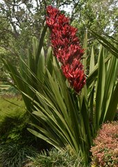 Doryanthes palmeri