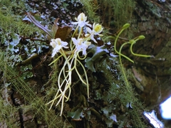 Aerangis