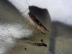 Hydrobiosidae