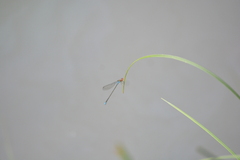 Pseudagrion rubriceps