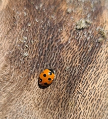 Coccinella undecimpunctata