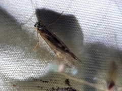 Hydrobiosidae