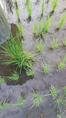 Rostratula benghalensis