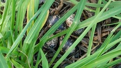 Rostratula benghalensis