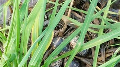 Rostratula benghalensis