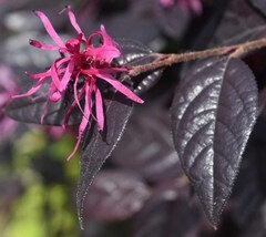 Loropetalum chinense