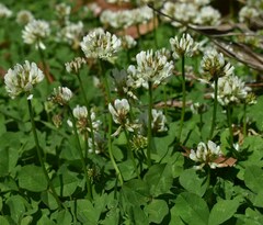 Trifolium repens repens