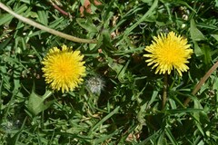 Taraxacum officinale