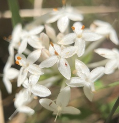 Pimelea linifolia