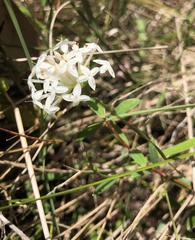 Pimelea linifolia