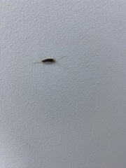 Lepismatidae
