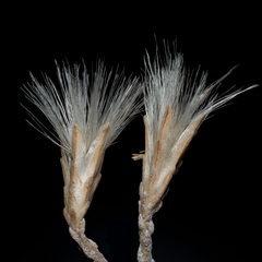 Ericameria nauseosa