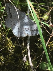 Taxeotis perlinearia