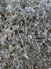 Tidestromia suffruticosa