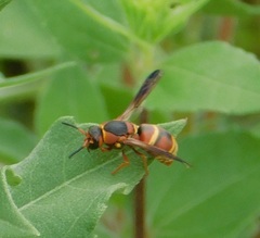 Euodynerus hidalgo hidalgo