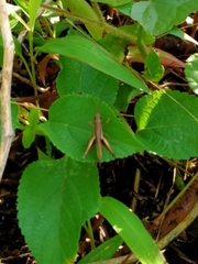 Phlaeoba fumosa