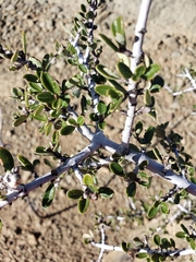Ceanothus cuneatus