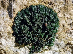 Enchylium tenax