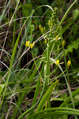 Albuca rupestris