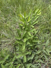 Sphenostylis angustifolia