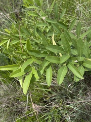 Sphenostylis angustifolia