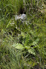 Alepidea natalensis