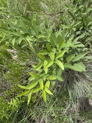 Sphenostylis angustifolia