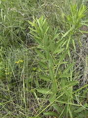 Sphenostylis angustifolia