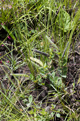 Argyrolobium adscendens