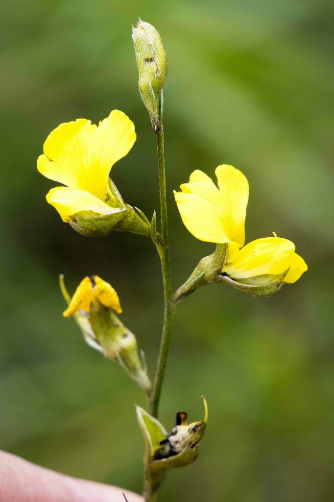 Argyrolobium longifolium
