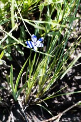 Aristea abyssinica
