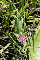 Asclepias albens