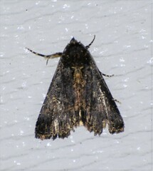 Condica albigera
