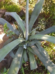 Agave americana