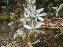 Amelanchier arborea