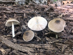 Pluteus americanus
