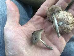 Pluteus americanus